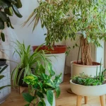 koje-su-sobne-biljke-idealne-za-pocetnike-strucnjaci-su-nazvali.webp.webp